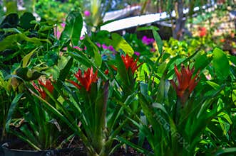 Vibrant Guzmania Lingulata Thriving in Lush Garden
