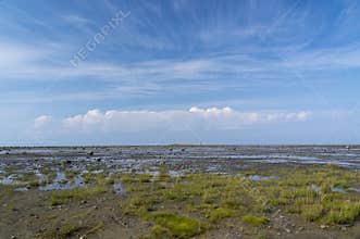 Muddy rocky shore at low tide