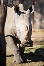 Captive White Rhino