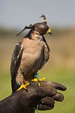 Captive lanner falcon