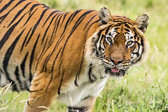 Bengal tiger