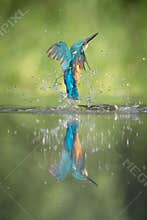 Male Kingfisher