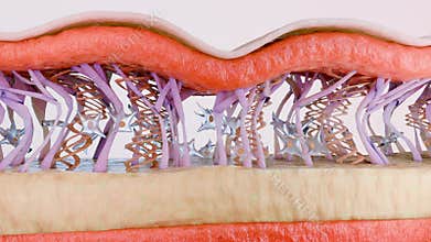 Collagen serum drop enhancing fibers regeneration skin tissues. wrinkle tightening and Smoothing. hydration. cosmetics