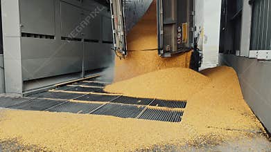 Corn grain is poured from a truck into a silo. Wholesale trade in grain