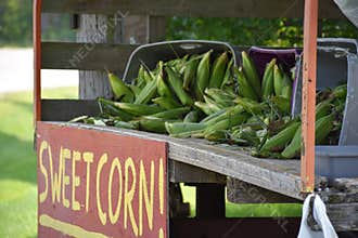 Sweet Corn Serendipity
