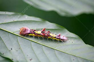 caterpillar of a Menelaus blue morpho, Morpho menelaus