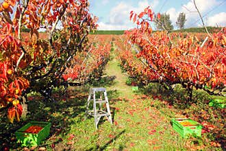 Persimmons orchard