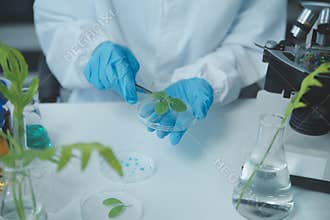 Scientist cutting plant tissue culture in petri dish, performing laboratory experiments. Small plant testing. Asparagus and other