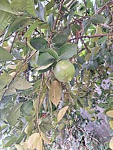 Lime tree have many benefits for food & beverages