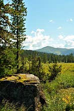 Tall cedars near a large stone in a wide clearing at the edge of a forest in the mountain taiga on a sunny summer day