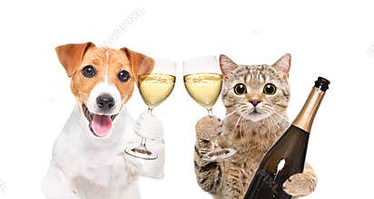 Portrait of a Jack Russell Terrier dog and a Scottish Straight cat with glasses of champagne in their hands