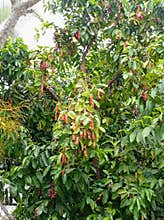 Fruiting Buni Tree Antidesma bunius