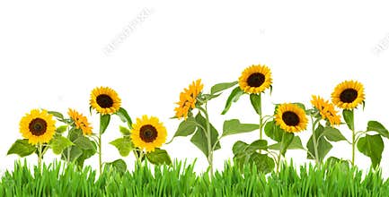 Bight sunflower border