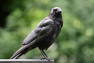 Carrion crow (Corvus corone)