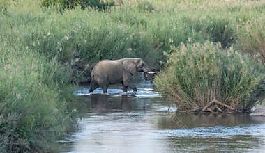 An African elephant walking between tall reeds in the Sabie River in Kruger