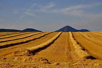 Landscape after harvest