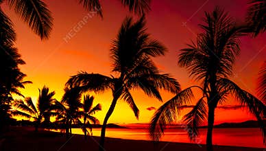 Palms silhouettes on a tropical beach