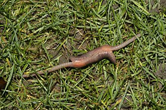 Common earthworm, Lumbricus terrestris