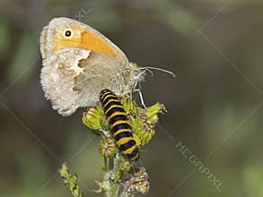 Butterfly and caterpillar