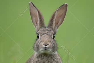 European rabbit (Oryctolagus cuniculus)