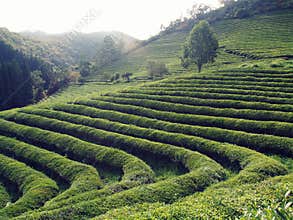 Boseong green tea plantation, South Korea
