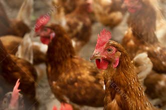 Chicken