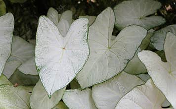 Closeup of the white leaves of Caladium Florida Moonlight