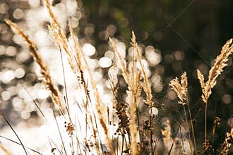 Cobweb spread between grasses