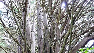 Forest hiking trail and tall gigantic plants trees Costa Rica