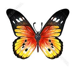 Hand drawn butterfly on white background