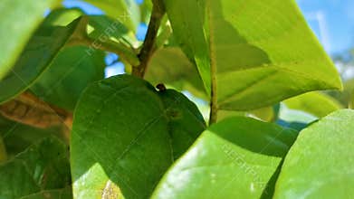 Ladybug on tropical plant leaf in Mexico