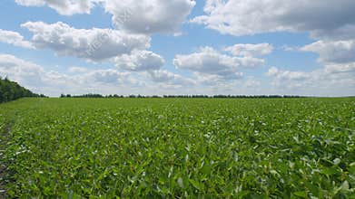 Soybean Field Ripening At Spring Season. Green Soybean Sprouts Growing On A Large Field. Agrarian Business.