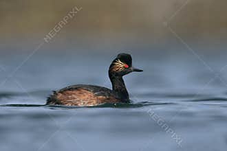 Black-necked grebe, Podiceps nigricollis