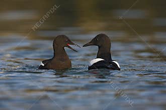 Black guillemot, Cepphus grylle