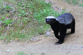 Honey badger