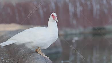 White duck with a red face is standing on a rock by the water, with a blurred background of a fountain. The duck is