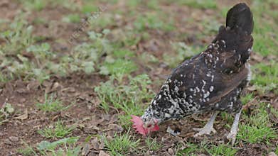 Speckled hen with black and white feathers foraging for food on a small farm. The chicken is exploring the brown soil