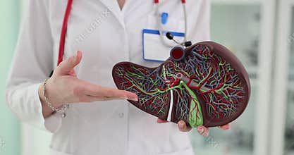Doctor explains anatomy and function of liver during medical consultation