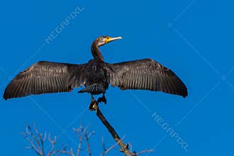 Beautiful Cormorant Spreading Its Wings in the Morning