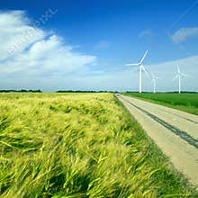 The field of wheat and rural road