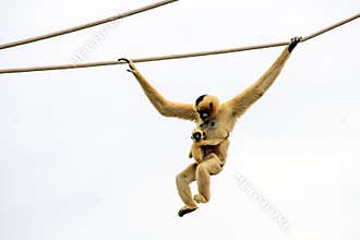 Hainan black-crested gibbon with baby coming down a rope at the zoo.