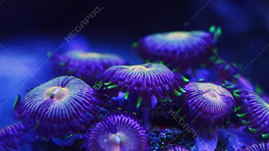 fluorescent button polyp colony, soft coral animal move disc tentacle in circular flow, pet for beginner aquarist, LED blue low