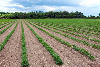 Cultivated Field