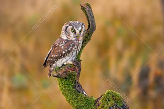 Boreal owl (Aegolius funereus)