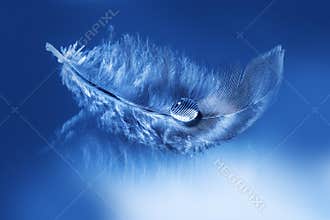 Feather with water drop