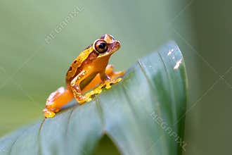 Dendropsophus ebraccatus,