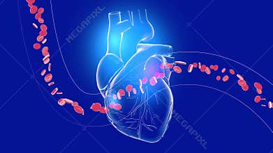 3d animation of a transparent beating heart, with coronary arteries.