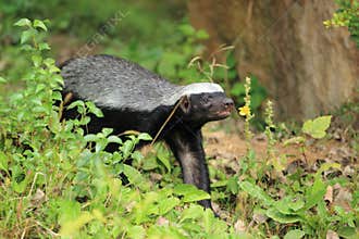 Honey badger
