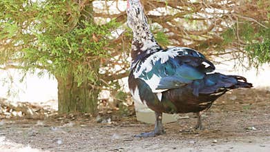 Beautiful muscovy duck stands gracefully on a peaceful farm, basking in the warm sunlight near a tall tree, surrounded