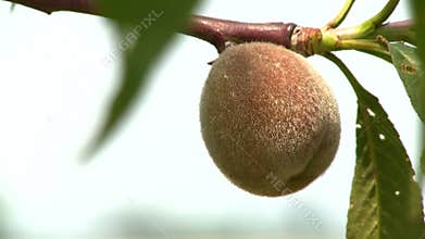 Peach on beach Cape Cod; 2